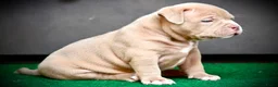 Amerikaanse Bully honden te koop: American bully pocket teefje - Advertentie 5
