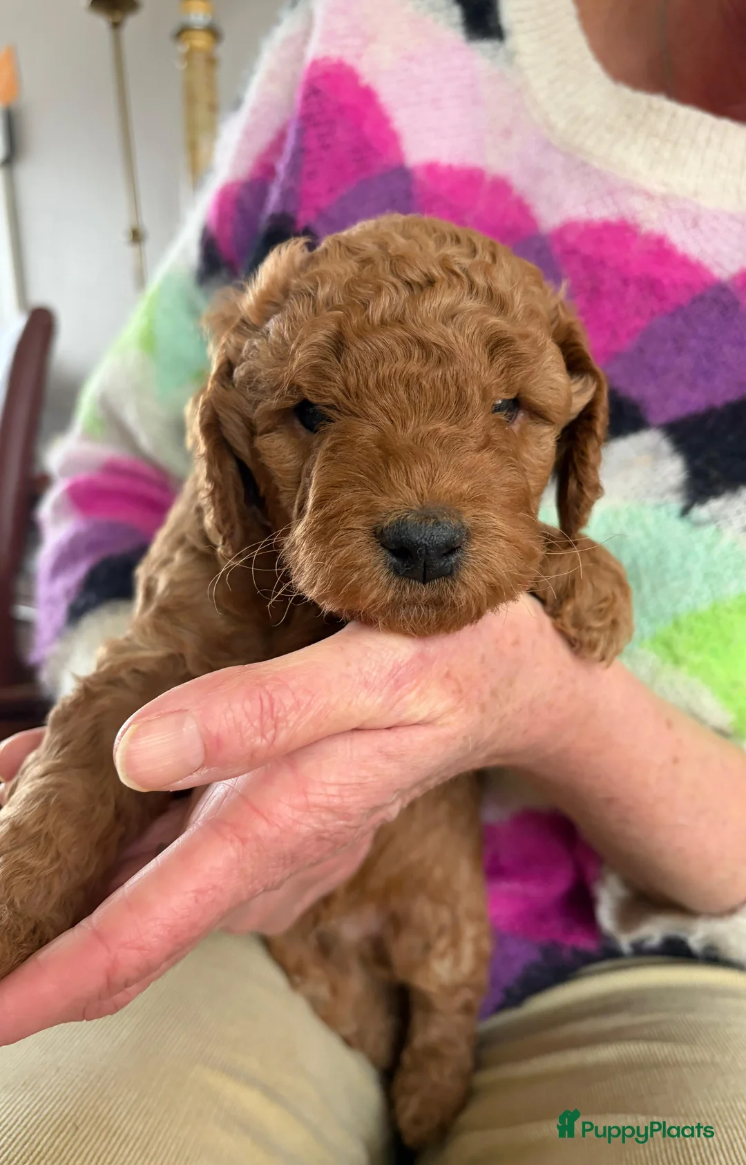 Kruising honden te koop: Labradoodle pups medium multigen (geb. 17 jan 2026 - Advertentie 4