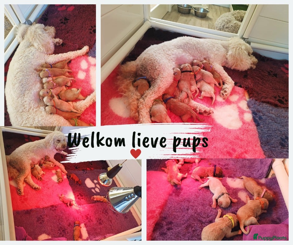 Labradoodle honden Prachtige Labradoodle Pups in Budel-Dorplein - Advertentie 16