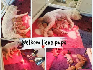 Labradoodle honden Prachtige Labradoodle Pups in Budel-Dorplein - Advertentie 16