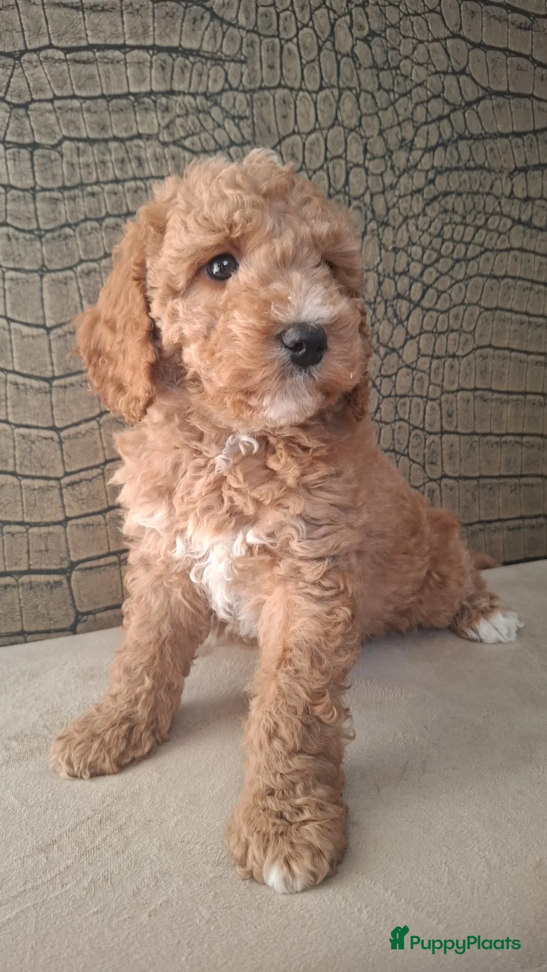 Australian Labradoodle honden te koop: Medium Australian labradoodle pups 🩷💙 - Advertentie 8
