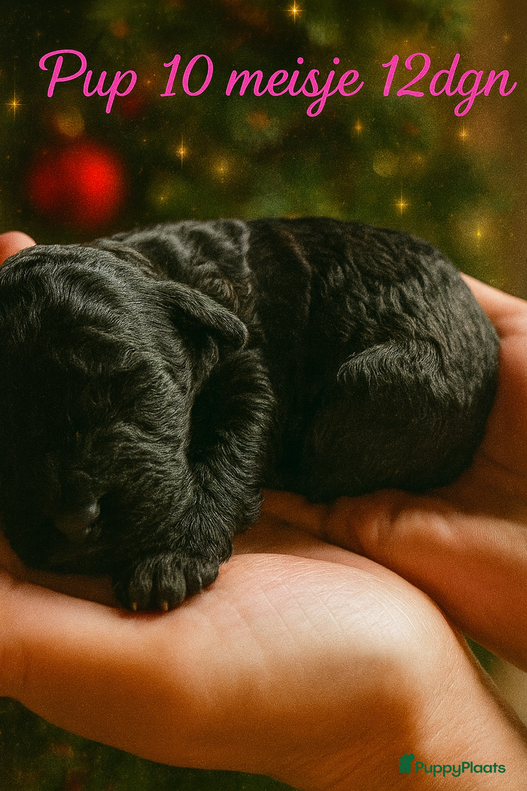 Labradoodle honden te koop: Labradoodle pups multigen super mooi❤️ - Advertentie 9