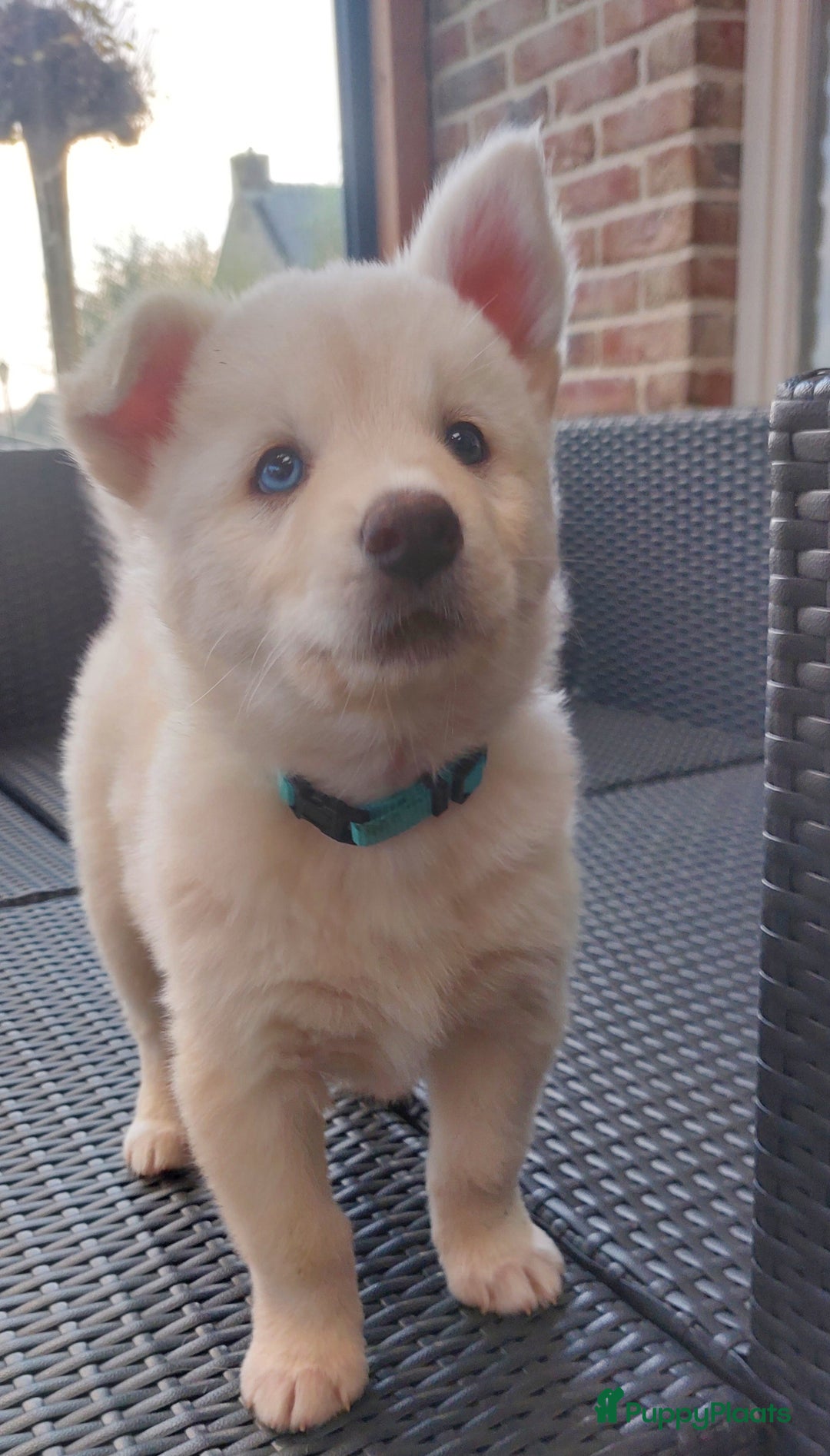 Pomsky honden te koop: Prachtige pomsky pups! - Advertentie 12