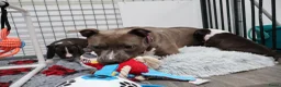 American Staffordshire Terriër honden te koop: Prachtige nestje amstaff pups - Advertentie 3