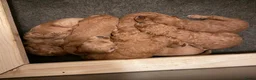 Labradoodle honden te koop: Labradoodle pups  - Advertentie 36