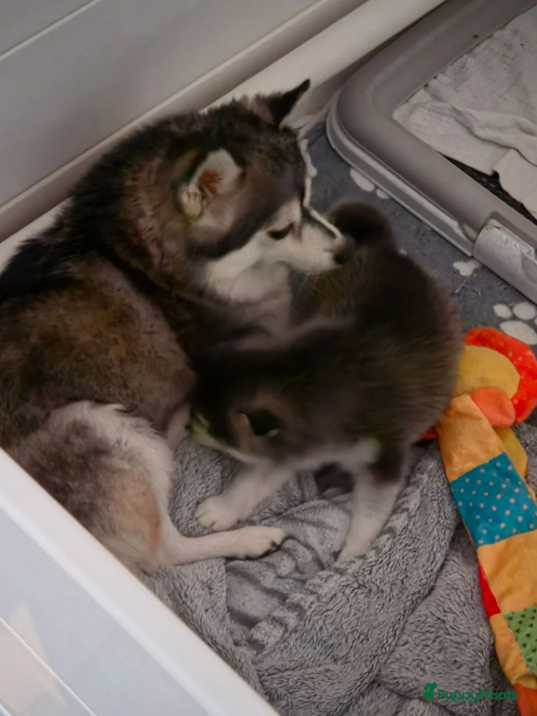 Pomsky honden te koop: Pomsky  - Advertentie 2