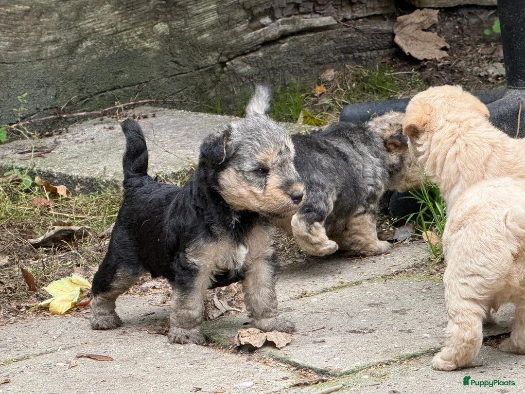 Lakeland Terriër honden te koop: Leuke lakeland pups met stamboom - Advertentie 2
