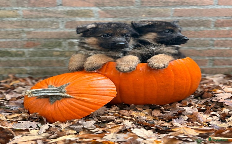 Duitse Herder honden Duitse Herder Pups uit keurfok - Advertentie 4