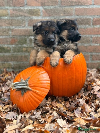 Duitse Herder honden - Advertentie 2