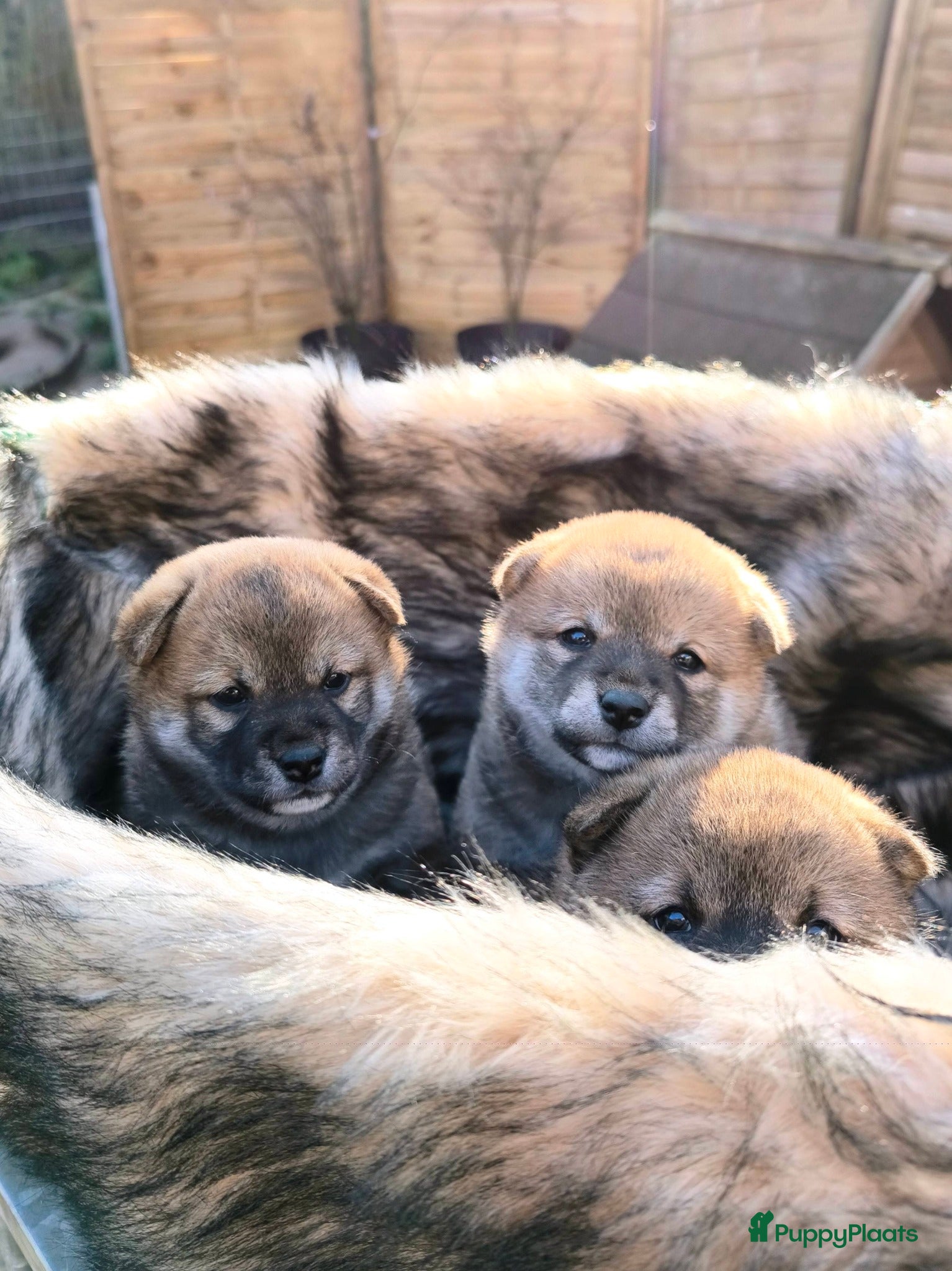 Shiba honden Shiba Inu pups met stamboom en gezondheidstesten - Advertentie 1