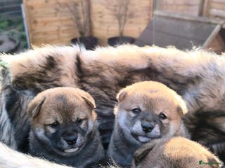 Shiba honden Shiba Inu pups met stamboom en gezondheidstesten - Advertentie 15