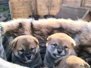 Shiba honden Shiba Inu pups met stamboom en gezondheidstesten - Advertentie 6