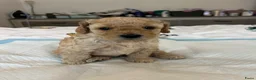 Poedel honden te koop: Mini poedel - Advertentie 6