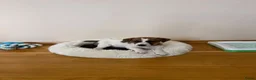 Poedel Toy honden te koop: Jack Russell pups - Advertentie 2