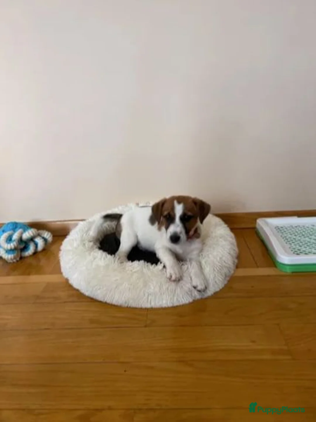 Poedel Toy honden te koop: Jack Russell pups - Advertentie 2
