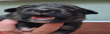 Iep