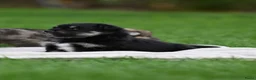 Kruising honden te koop: Eerste familiale nestje Poshie pups - Advertentie 5