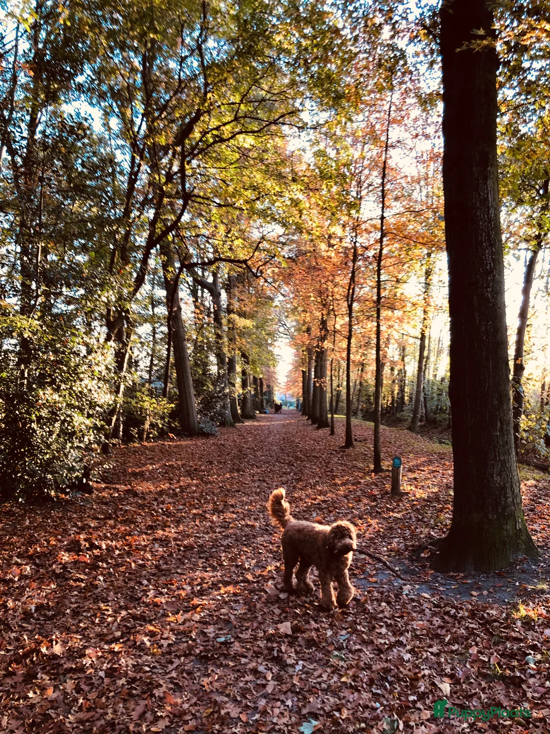 Labradoodle honden ter dekking: KNAPPE AUSTRALIAN LABRADOODLE DEKREU PUK in Breda - Advertentie 9