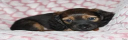 Teckel (langhaar) honden te koop: Langhaar dwergteckel reutje - Advertentie 8