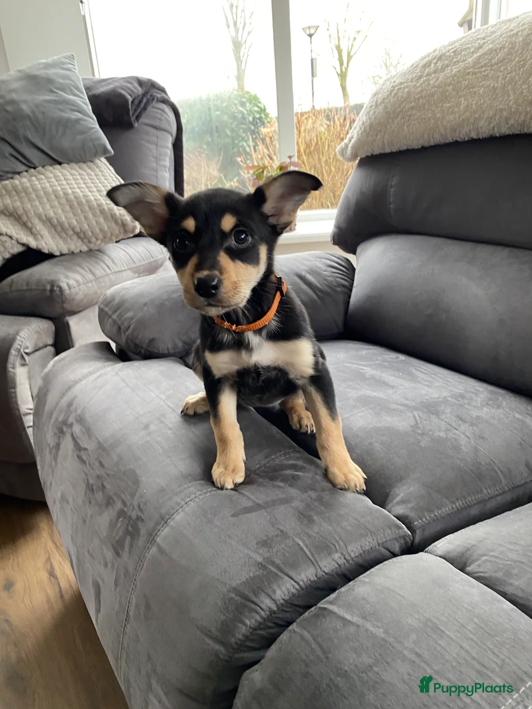 Australian Kelpie honden te koop: Working kelpie nog 1 reutje beschikbaar - Advertentie 3