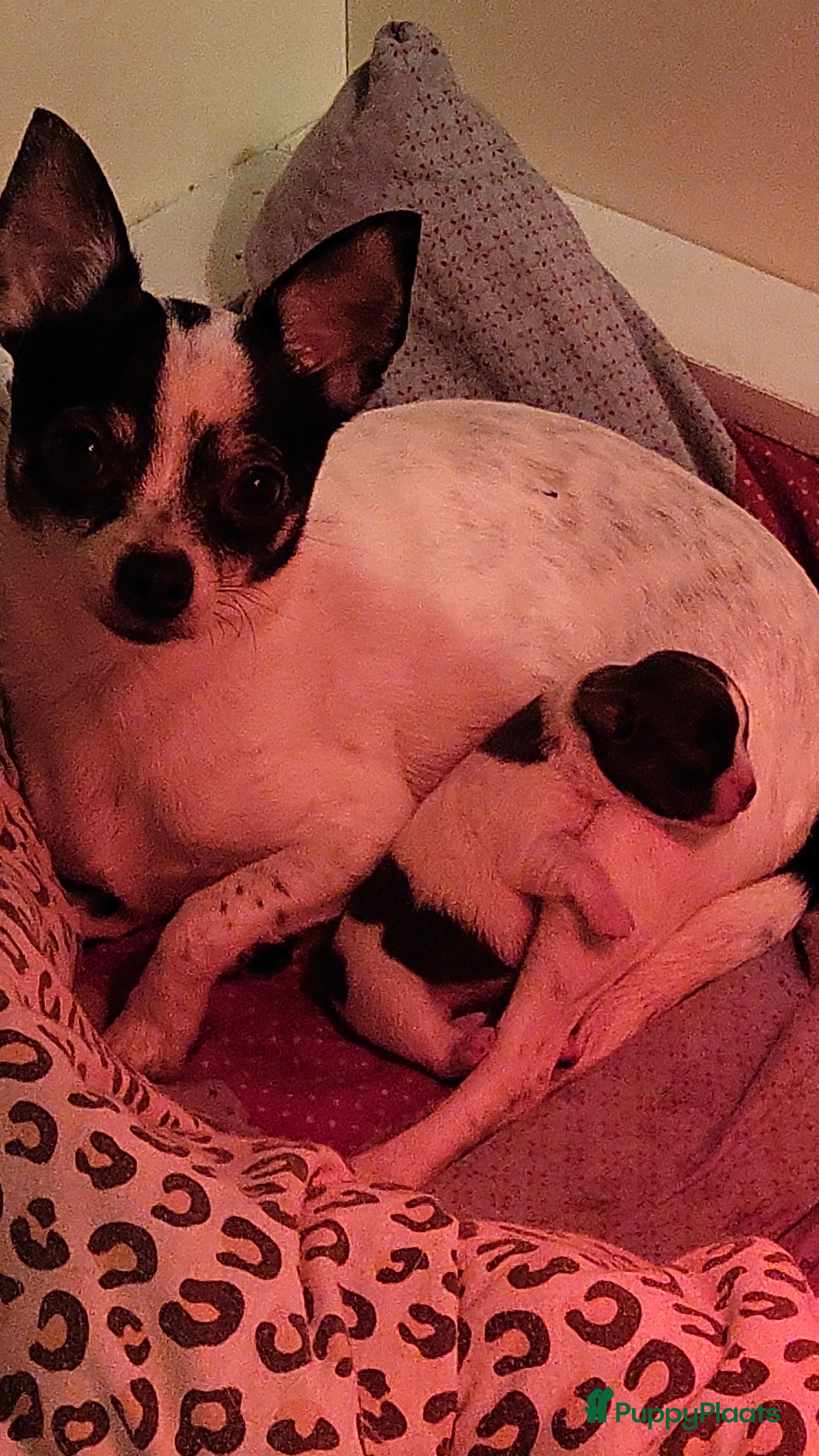 Chihuahua honden Chihuahua teefje blauw wit - Advertentie 2