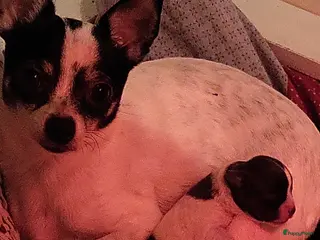 Chihuahua honden Chihuahua teefje blauw wit - Advertentie 2