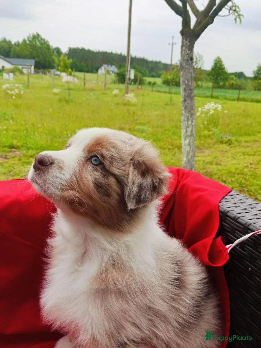 Australian Shepherd honden te koop: Australian Shepherd pup - Advertentie 6