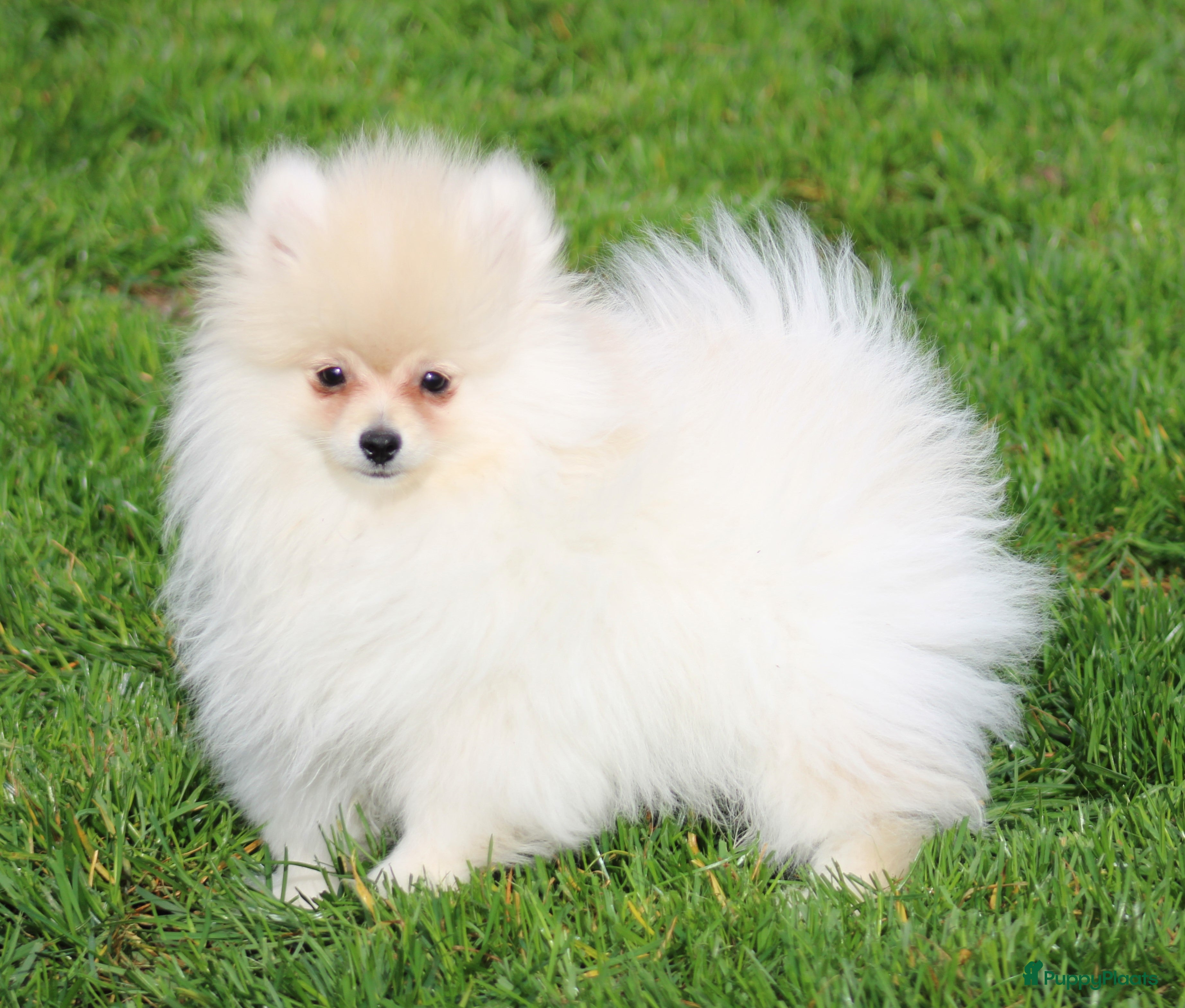 Pomeriaan honden Pomeriaan pup - Advertentie 1