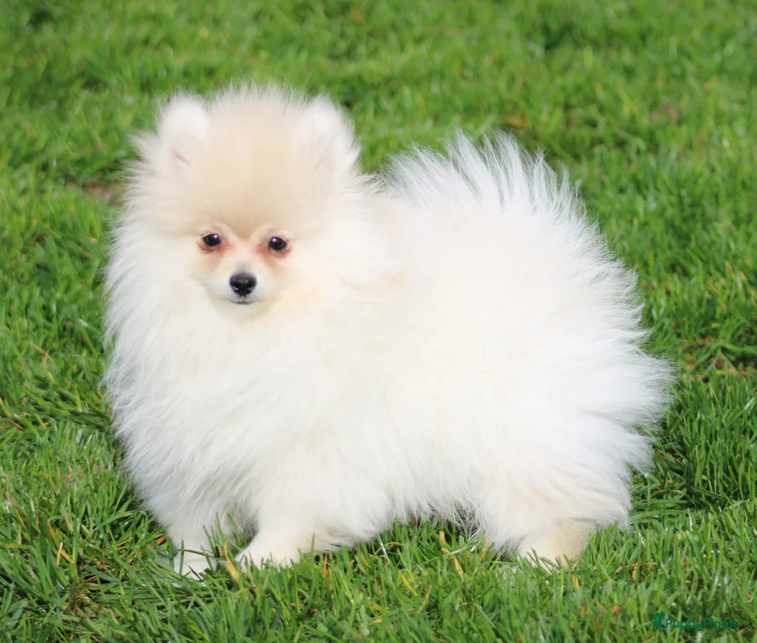 Pomeriaan honden te koop: Pomeriaan pup - Advertentie 1