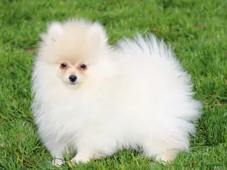 Pomeriaan honden Pomeriaan pup - Advertentie 1