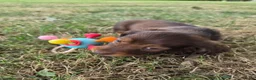 Teckel (langhaar) honden te koop: Dwerg teckel langhaar  - Advertentie 4