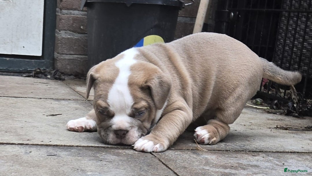 Old English Bulldog honden te koop: Old english bulldog pup mag nest verlaten  - Advertentie 2