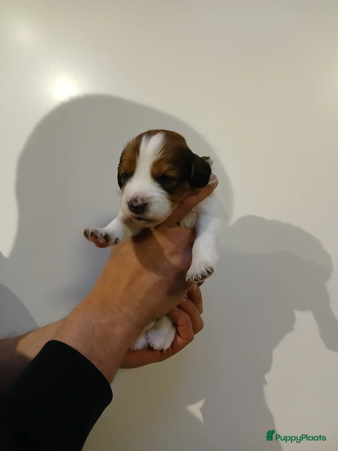 Kooikerhondje honden te koop: Supper liever  nestje kooiker pups van 7 - Advertentie 25