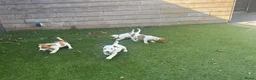 Jack Russel Terriër honden te koop: Jack Russell pups – 2 reutjes & 2 teefjes - Advertentie 4