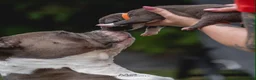 Amerikaanse Bully honden te koop: American Bully pups geboren - 24 juni  - Advertentie 3