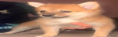 Kruising Puppy 1