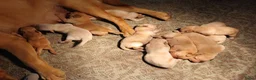 Labrador Retriever honden te koop: Leuke blonde labrador pups met stamboom - Advertentie 11