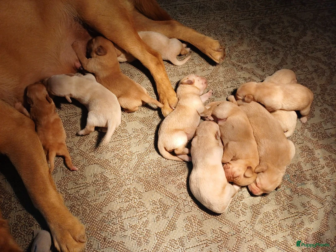 Labrador Retriever honden te koop: Leuke blonde labrador pups met stamboom - Advertentie 11