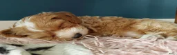 Kruising honden te koop: Onze Labradoodle mini Roxy in verwachting  - Advertentie 12