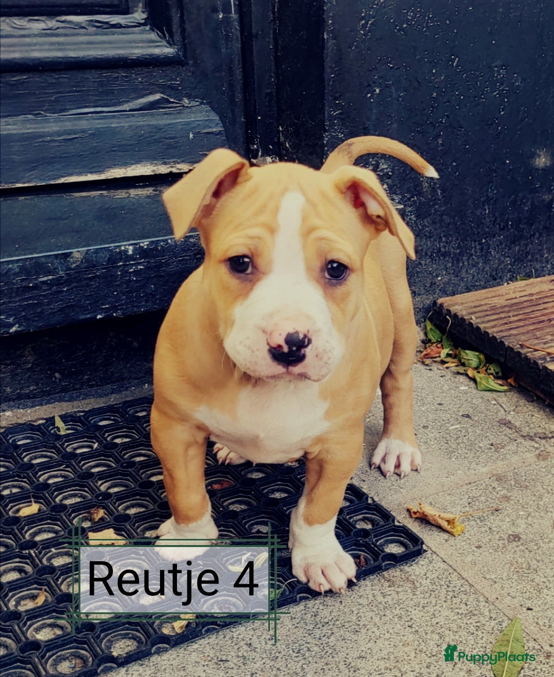 American Staffordshire Terriër honden te koop: Amerikaanse stafford pups  - Advertentie 12