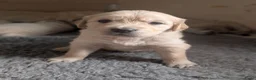 Golden Retriever honden te koop: Mooie Golden Retriever pups | Raszuiver | 4 weken - Advertentie 15