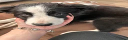 Border Collie honden te koop: Bordercollie Puppy - Advertentie 6