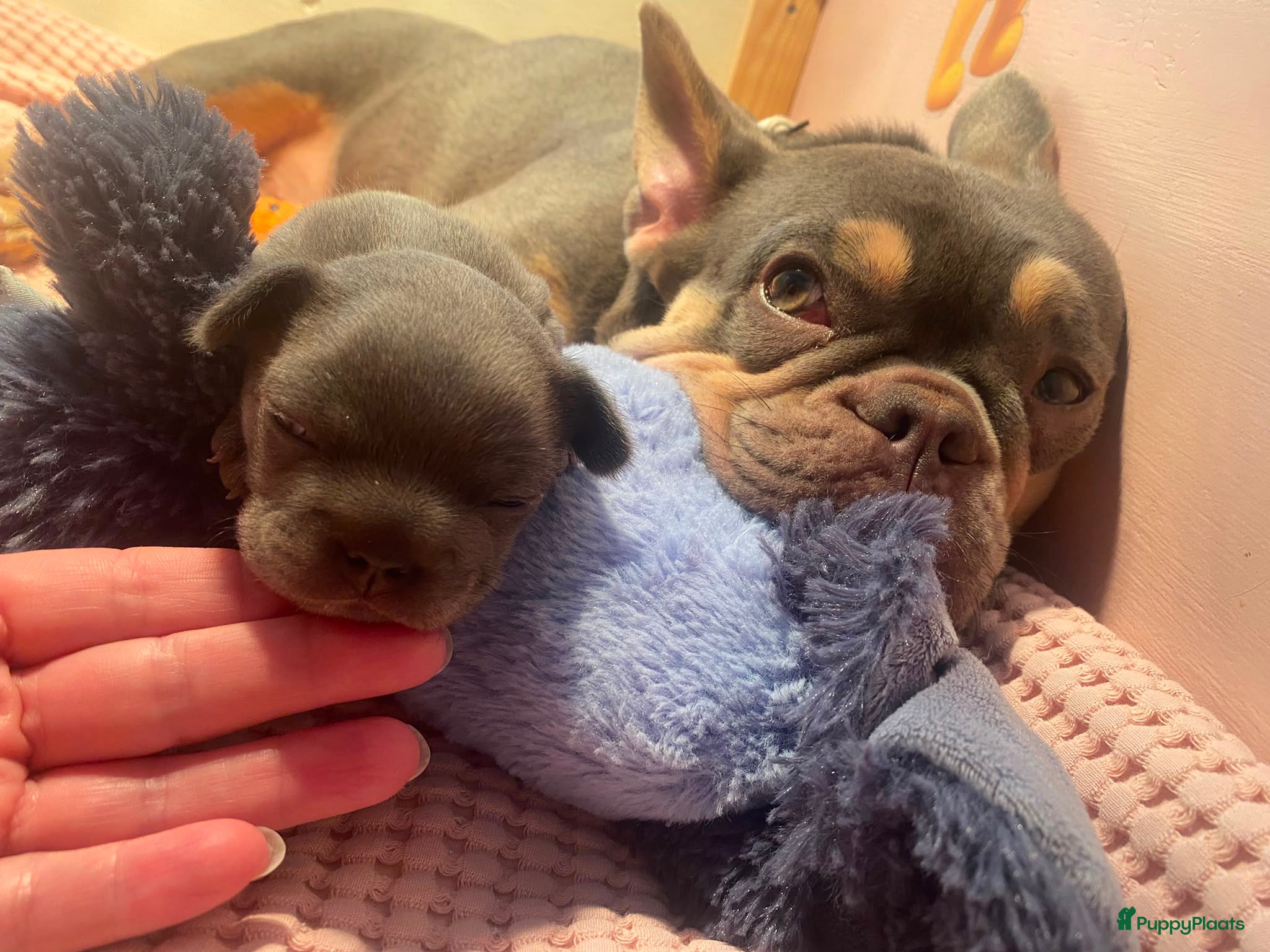 Franse Bulldog honden Lief, actief & zelfstandig teefje zoekt mandje - Advertentie 1