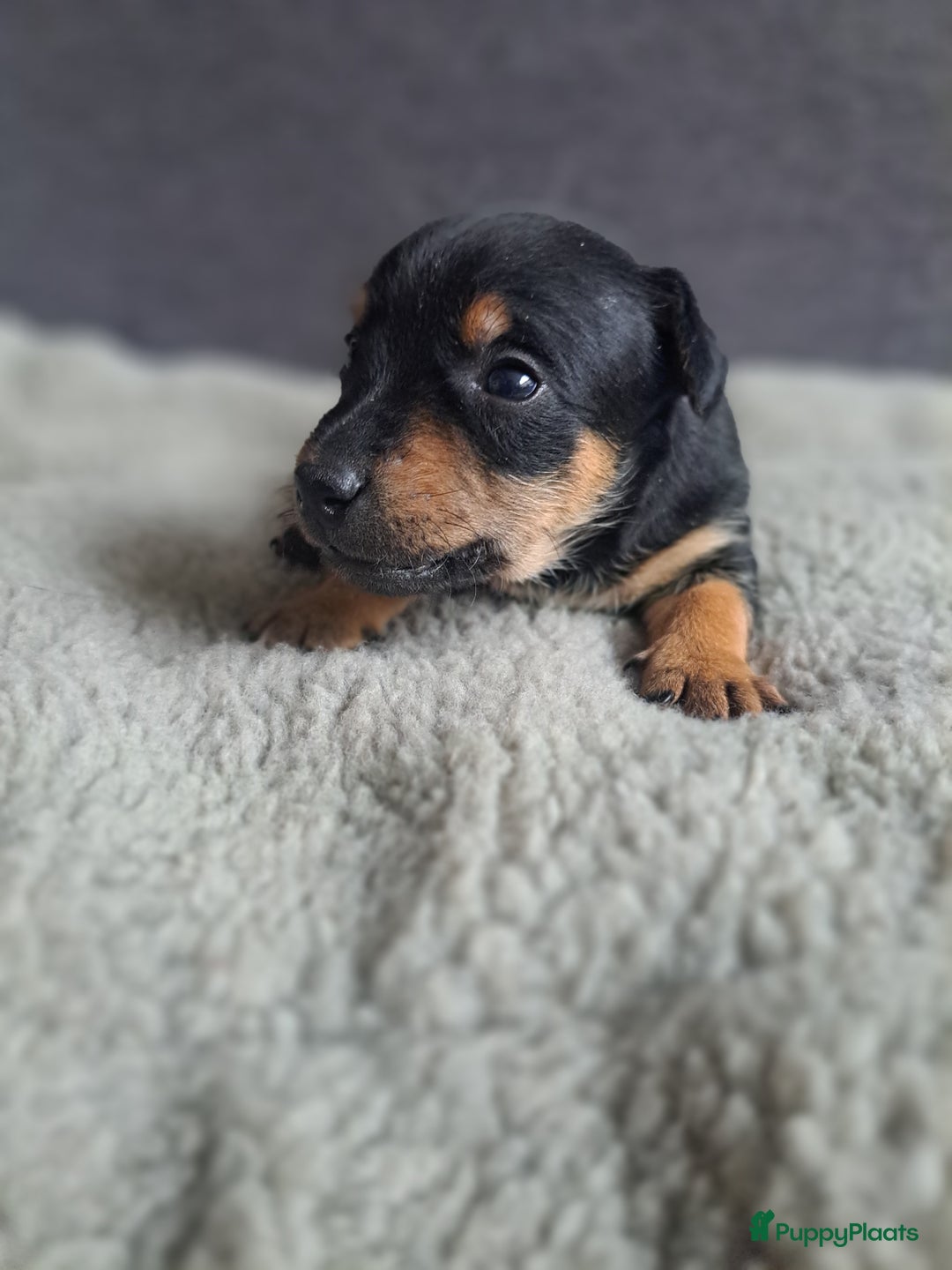 Jack Russel Terriër honden te koop: Mooi nest jack russel pups - Advertentie 2