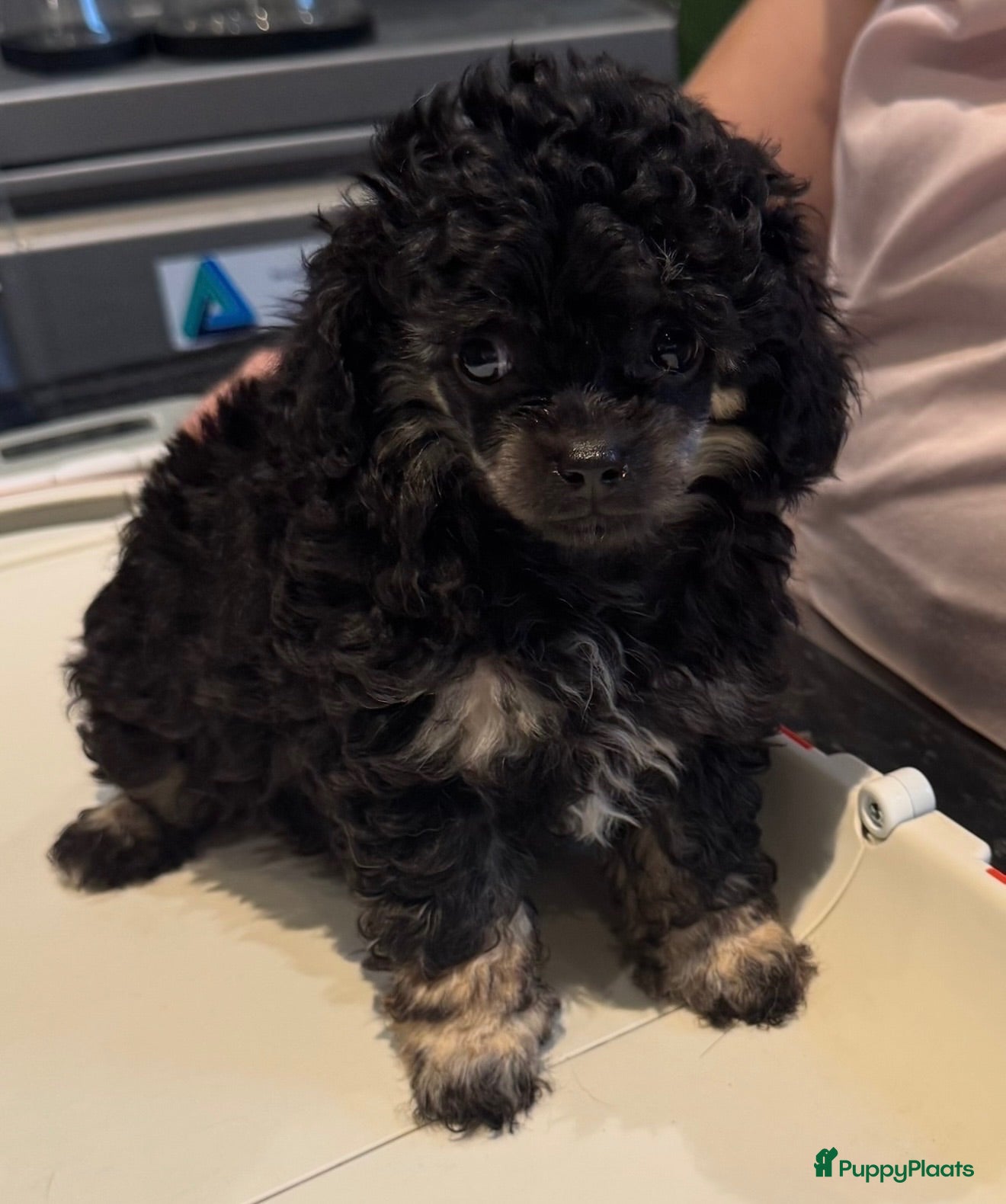 Poedel Toy honden  4  toy poedel pupjes reutjes een gereserveerd  - Advertentie 2