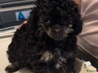 Poedel Toy honden 4 toy poedel pupjes reutjes een gereserveerd - Advertentie 2