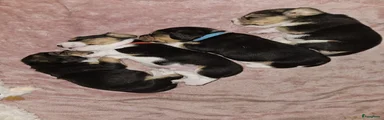 Beagle Puppy 2