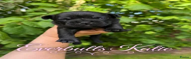 Franse Bulldog Puppy 9