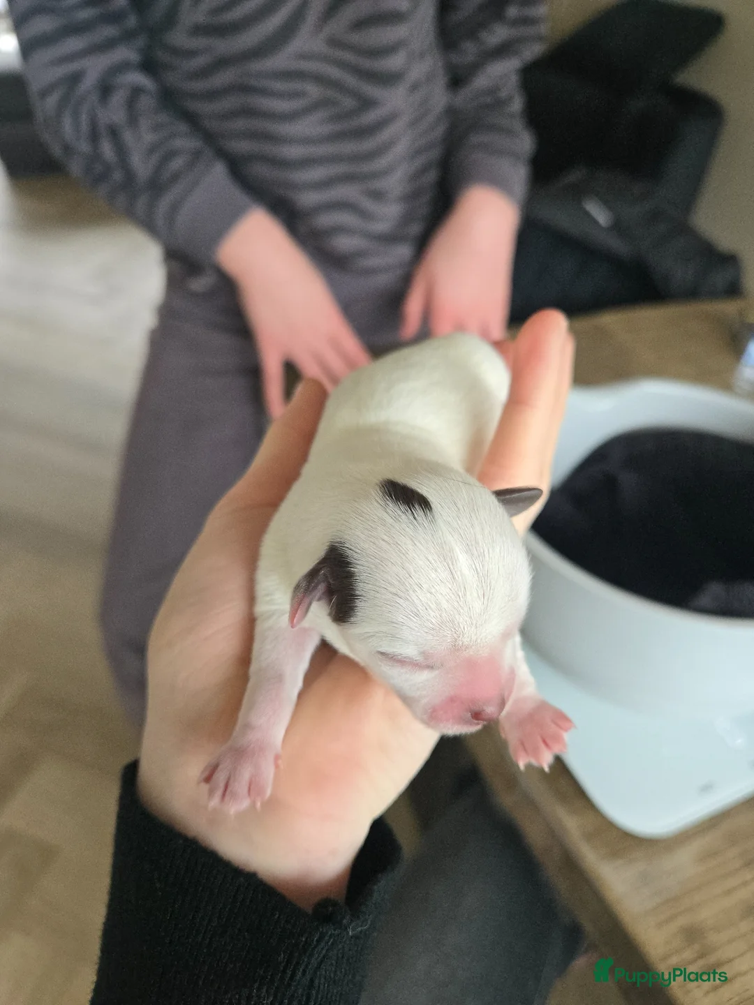 Kruising honden te koop: Mooie chihuahuapups - Advertentie 10