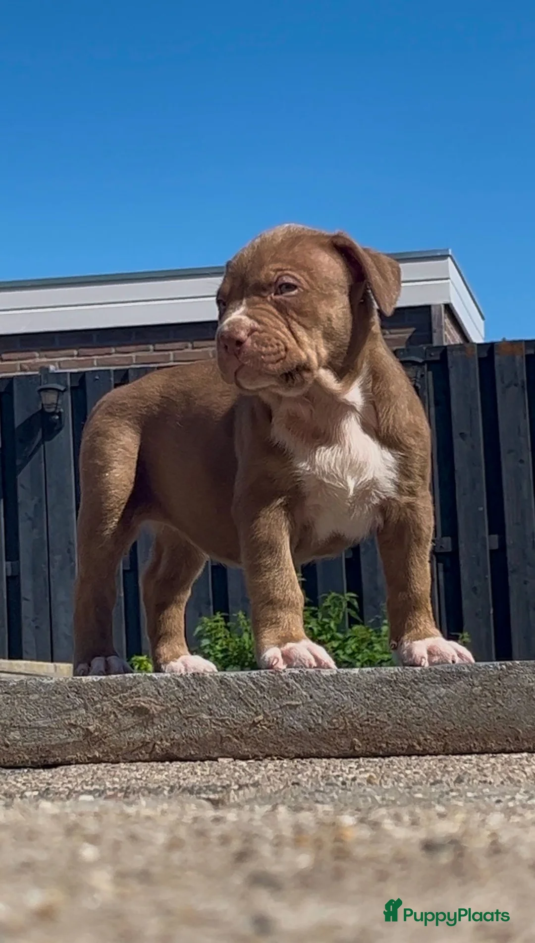 Amerikaanse Bully honden te koop: Bully xl  in Groningen - Advertentie 8